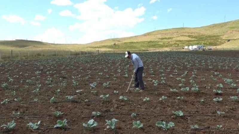 Muş'ta 30 yıl sonra bir ilk: Köylerine dönüp tarıma başladılar