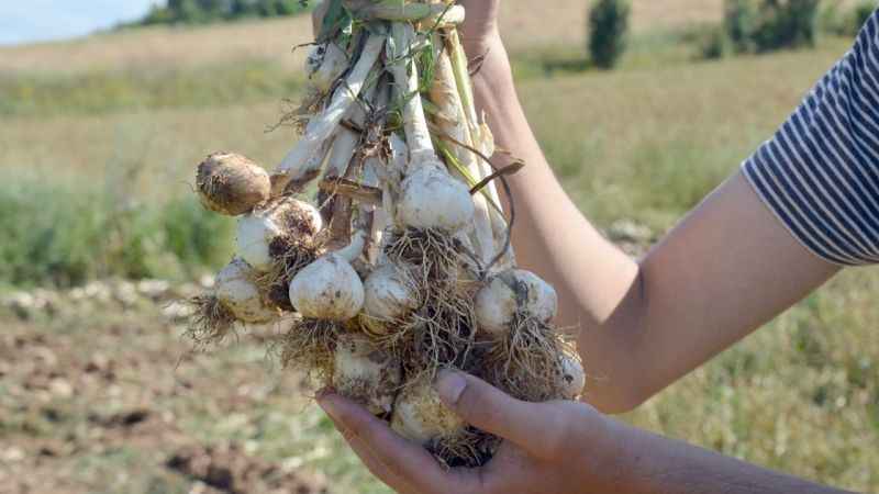 Taşköprü sarımsağında hasat başladı