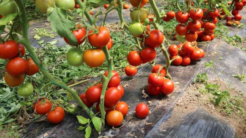 Amasya'da domates hasadı başladı