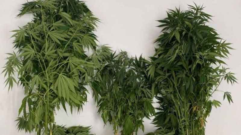 Tekirdağ'da zehir tacirlerine darbe: 7 zanlı gözaltına alındı