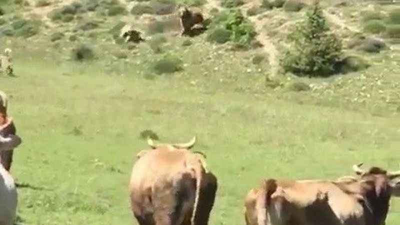 Erzurum'da ayının sürüye saldırısını kangal köpekleri böyle engelledi