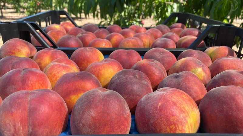 Coğrafi işaret tescilli Lapseki şeftalisi Rusya pazarında