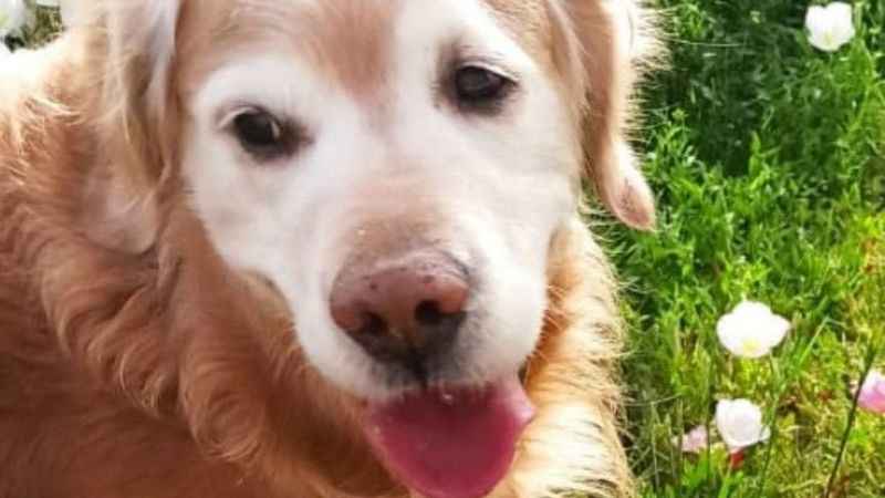 Enkaza dönen kentte kaybolan köpeğini arıyor