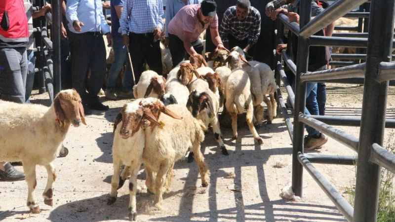 Enkaz kentte üreticilere küçükbaş hayvan dağıtıldı