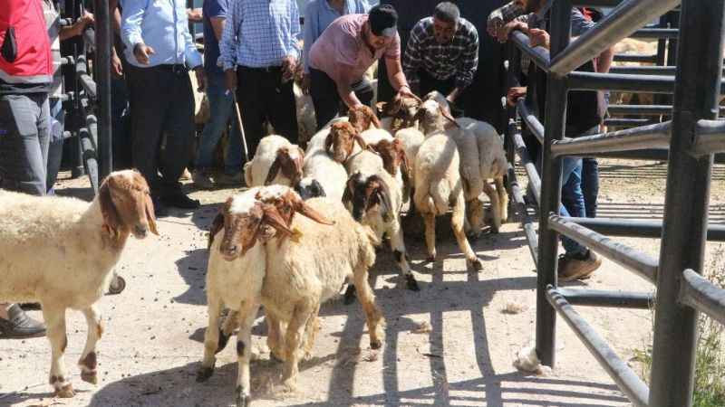 Enkaz kentte üreticilere küçükbaş hayvan dağıtıldı