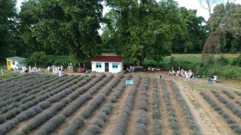 Alternatif turizm rotası: Lavanta tarlaları