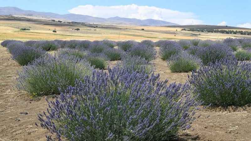 Lavanta hasadı için gün sayılıyor