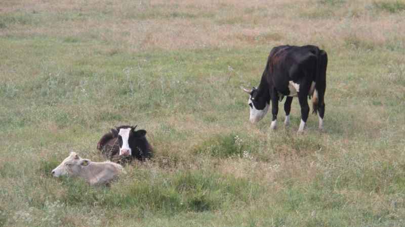 Beyşehir hayvan pazarı kapatıldı