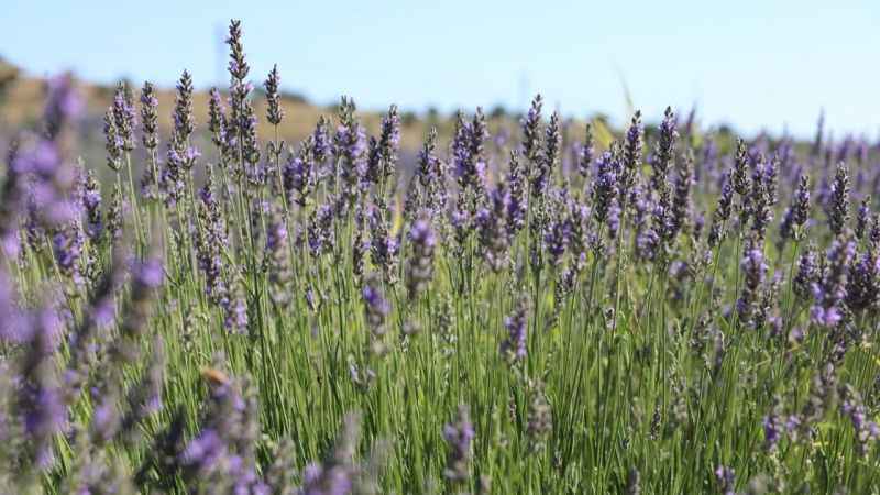 Didim’in Lavanta Festivali gün sayıyor Didim’in Lavanta Festivali gün sayıyor