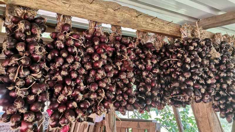 Tescilli mor soğanda hasat zamanı
