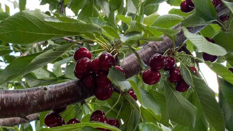 Bilecik'te 'Napolyon' cinsi kirazın hasadına başladı