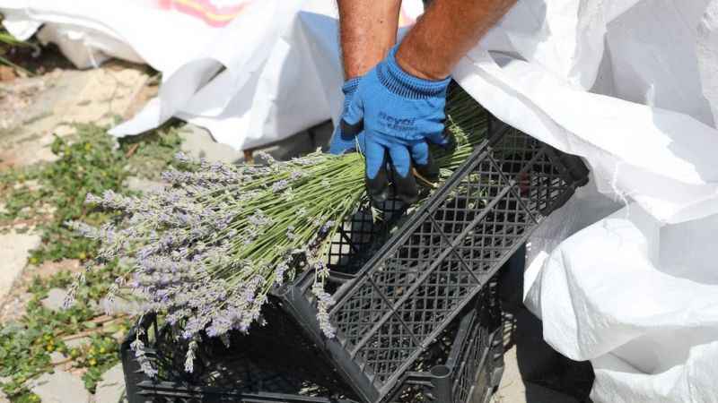 Bodrum’da lavanta hasadı başladı