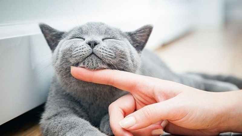 Sıcak havalar evcil hayvanları depresyona sokabilir