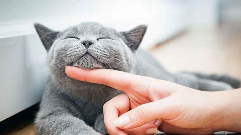 Evcil hayvanınız sıcakta depresyona girmesin!