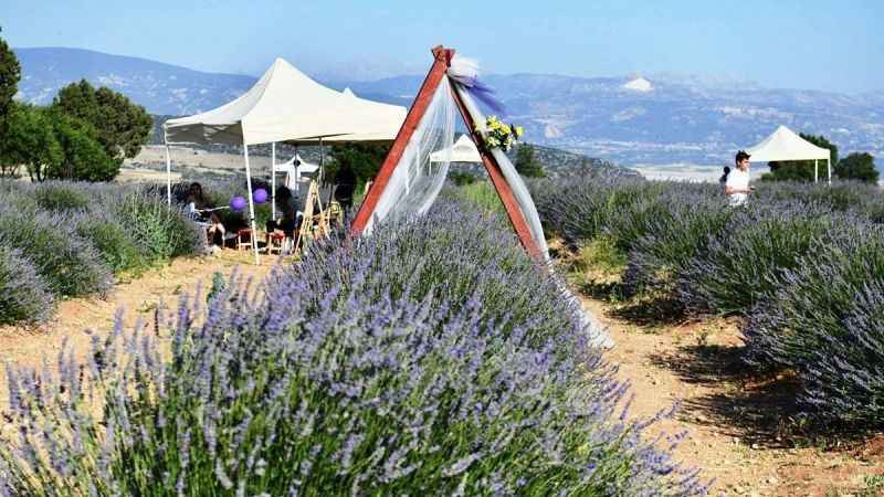 Isparta’da lavanta festivali başladı