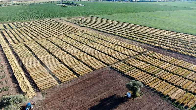Baklava dilimi değil, dünyayı bekleyen açlık tehdidine çare