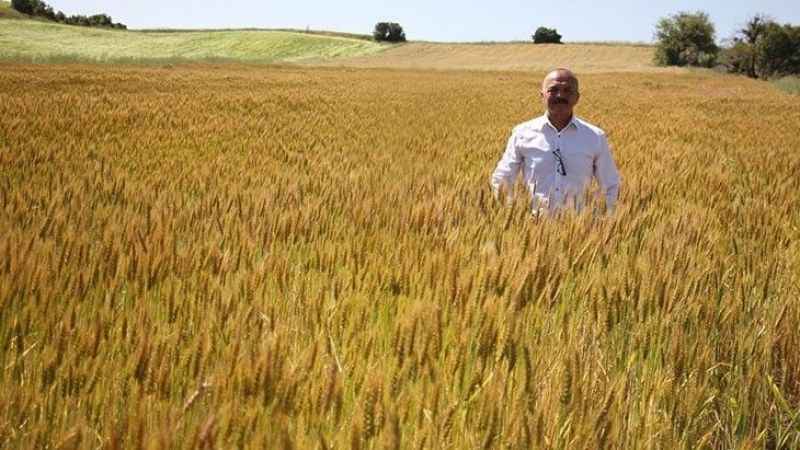 Buğday üreticisi sezondan umduğunu bulamadı