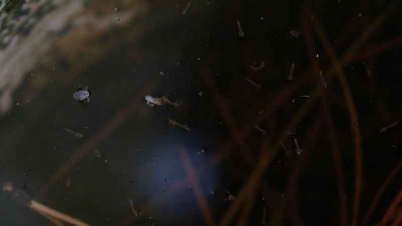 Sivrisinek sebebiyle hastanelere başvurular arttı