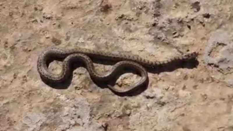 Güneydoğu'da kene ve akrep vakalarında artış