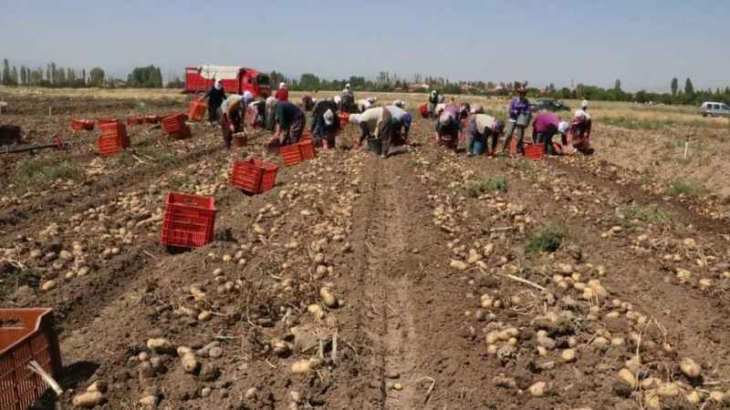 Hasadı başlayan patatesin kilogram fiyatı 9-11 lira arasında satılıyor
