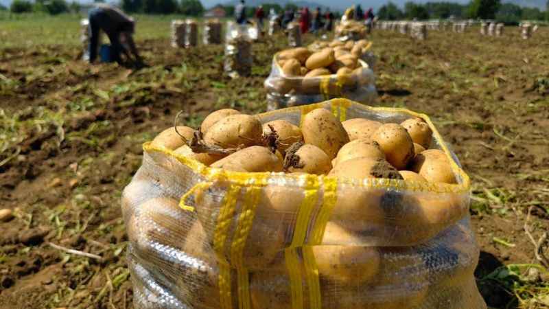 Sarı altın hasadı başladı; tarlada 13 liradan satılıyor
