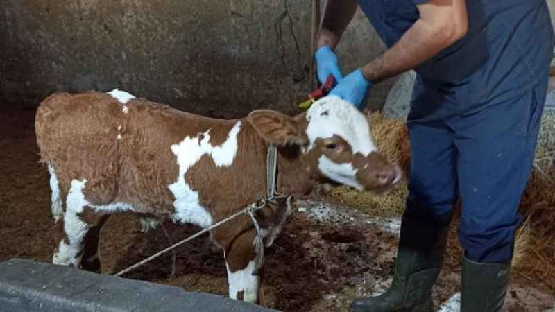 Beyşehir'de şap aşılaması tamamlandı