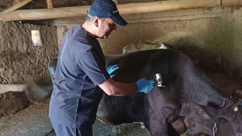 Beyşehir'de şap aşılaması tamamlandı