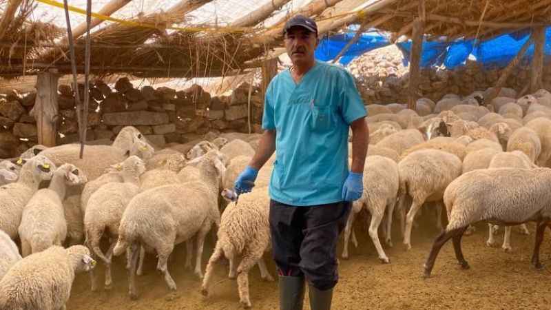 Beyşehir'de şap aşılaması tamamlandı