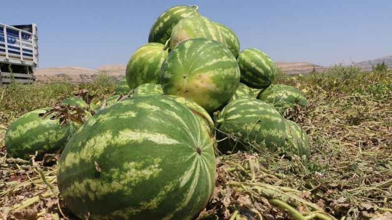 Diyarbakır’da karpuz hasadı başladı