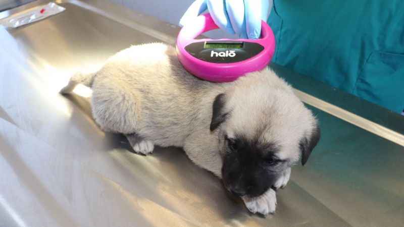 Dünyada nam salan Anadolu aslanı çiple korunuyor