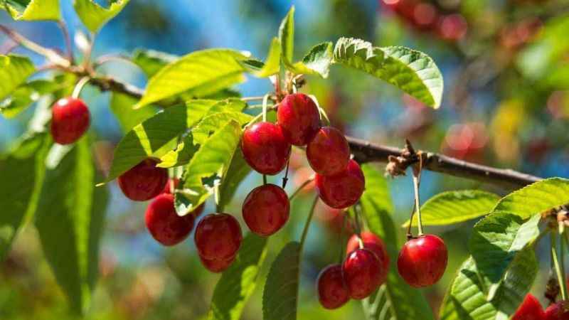 Keles kirazı da artık tescilli