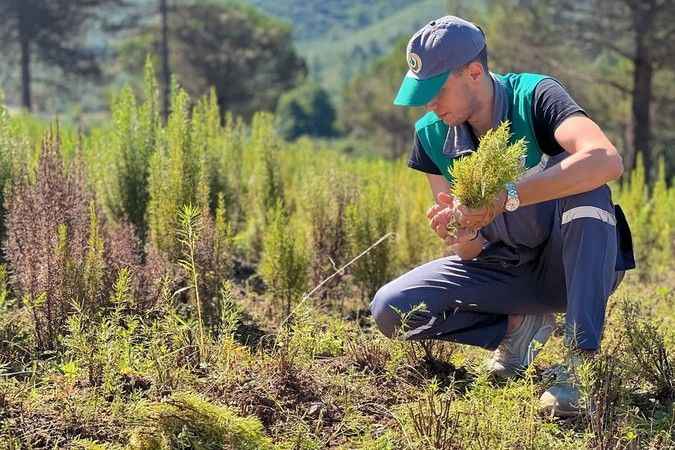 Tıbbi aromatik bitkilerin hasatı başladı