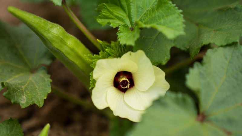 Susuz bamya İzmir’e yayılıyor