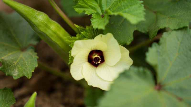 Susuz bamya İzmir’e yayılıyor