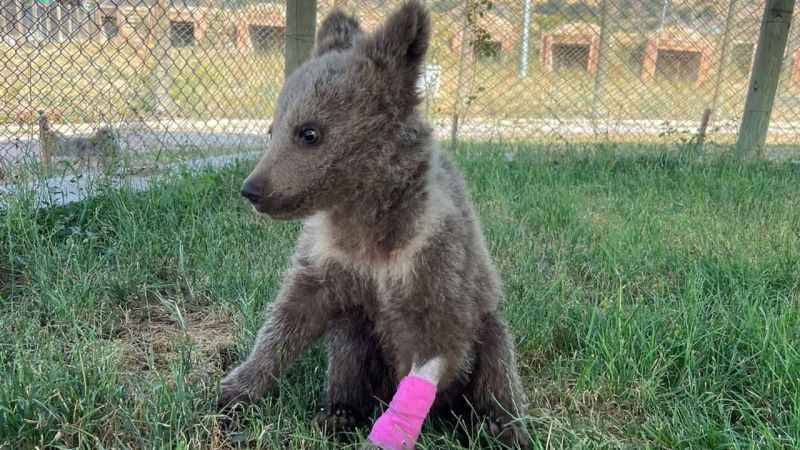 Yaralı yavru ayı tedavi altına alındı
