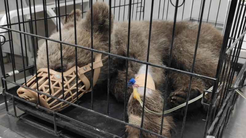 Yaralı yavru ayı tedavi altına alındı
