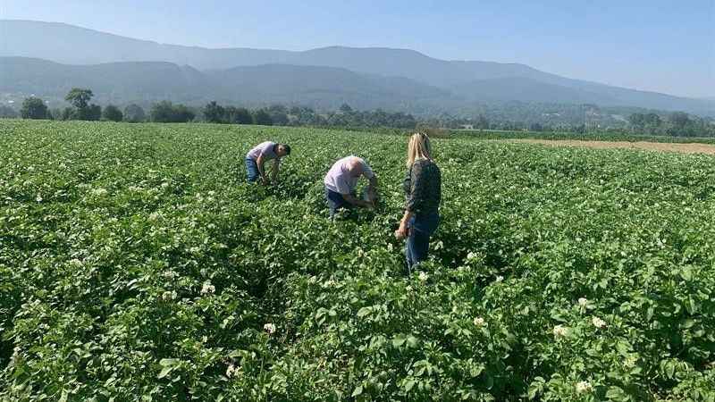 Patates tarlalarında mildiyö alarmı