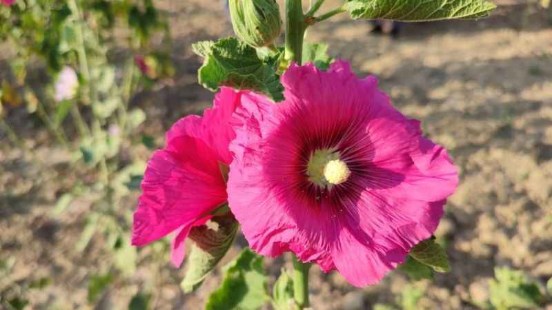 Deve gülü ekmek kapısı oldu