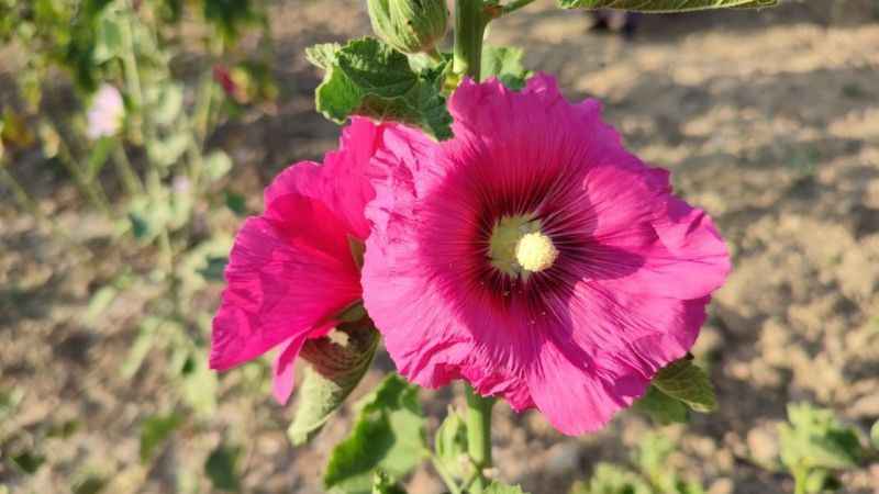 Deve gülü ekmek kapısı oldu