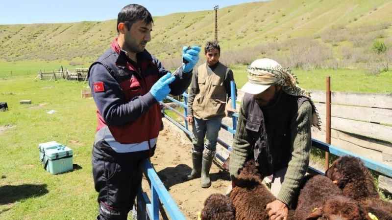 2 bin hayvana aşı yapıldı