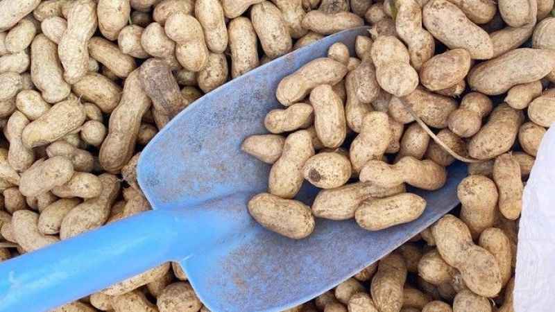 Yılın ilk fıstığı 125 TL’den alıcı buluyor