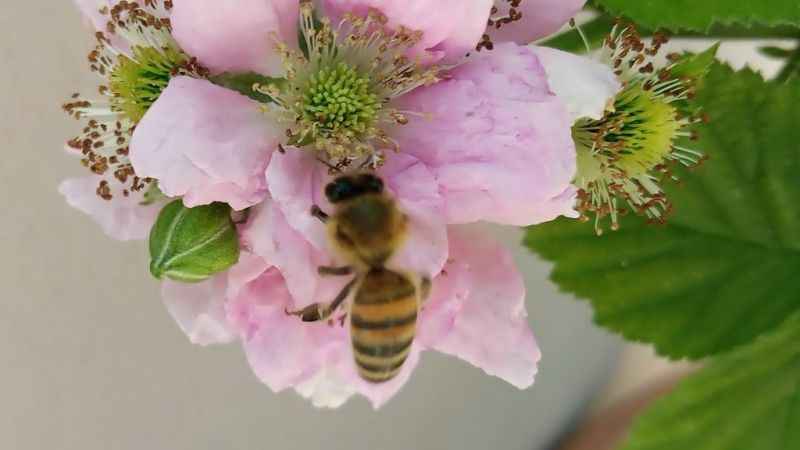 Arının soktuğu yeri kanatmayın!