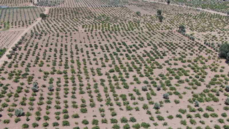Deprem ve aşırı sıcaklar üzümdeki rekolteyi düşürdü