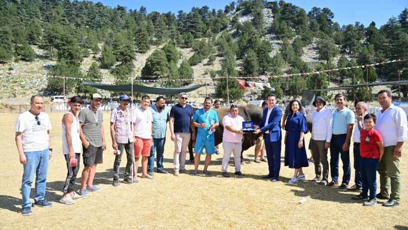 Demir telleri aşan boğalar seyircinin arasına daldı