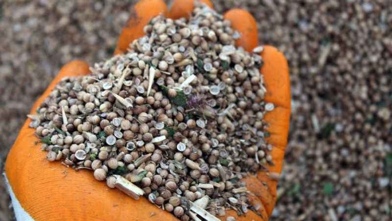 İlk defa ekildi, beklenenin üzerinde verim alındı