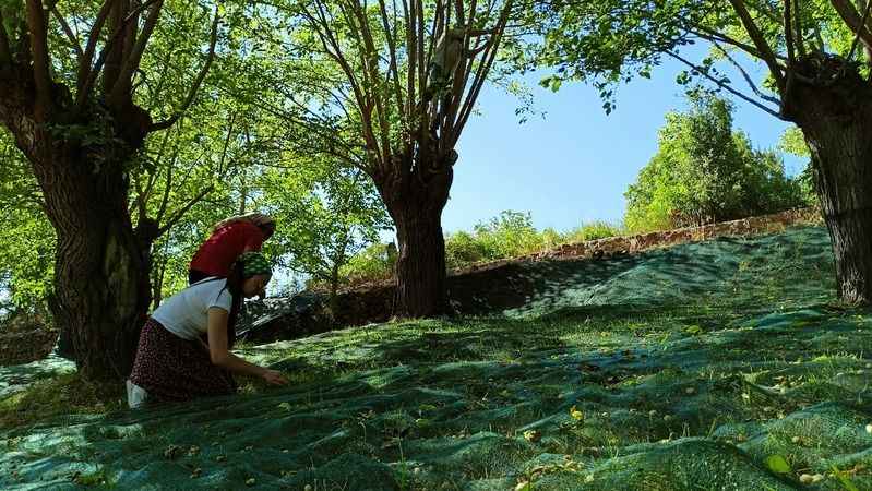 Arapgir’de dut pekmezi geleneği sürdürülüyor