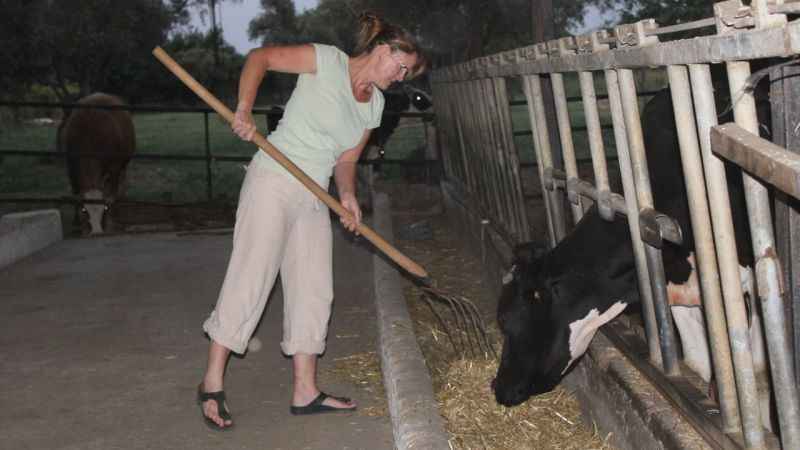 İngiliz gelin, aşkı için kariyerinden vazgeçip hayvancılık yapmaya başladı