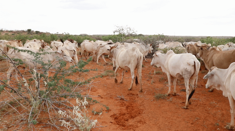 Çare Derneği'nden Dünyanın Dört Bir Yanına: “Paylaş, Bayram Olsun!"