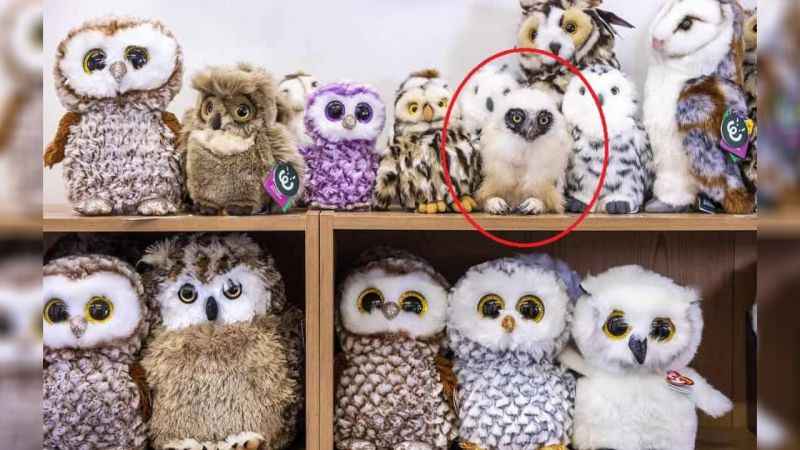 Baykuşu görenlerin IQ’su 150 imiş! Sadece 4 saniyeniz var…