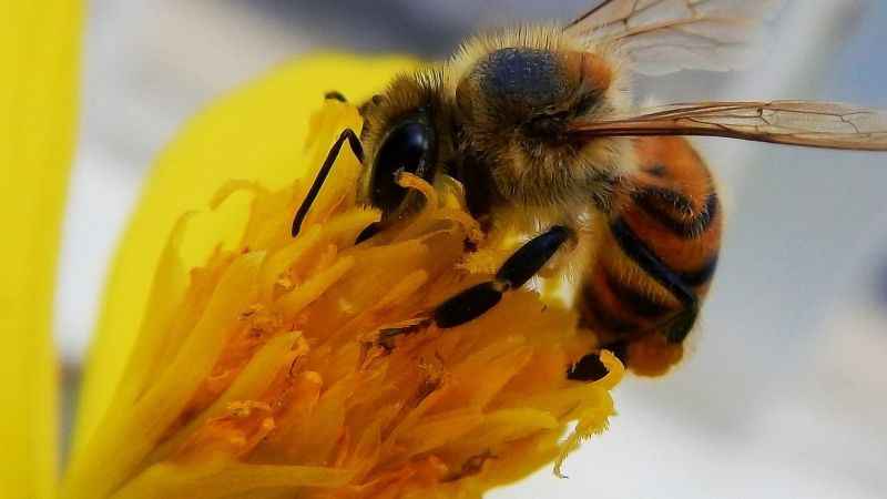 Arı sokmasını ciddiye alın!